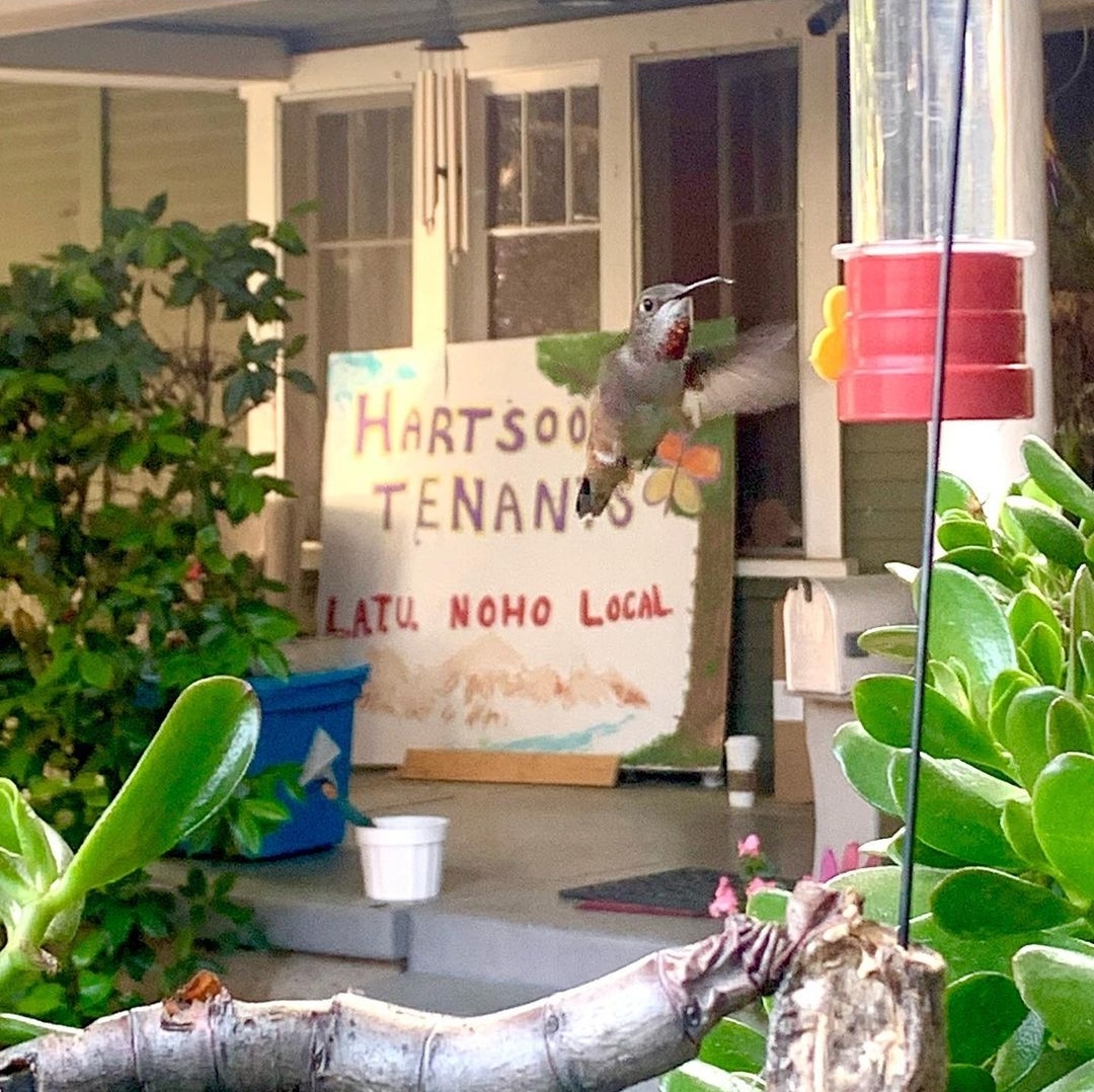 Photo of a hummingbird in front of Lourine Court bungalow with Hartsook Tenants Banner in the background